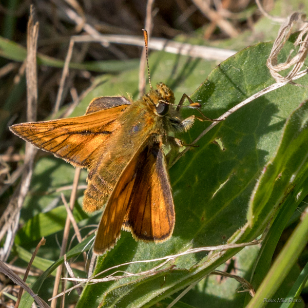 Large Skipper | Somerset