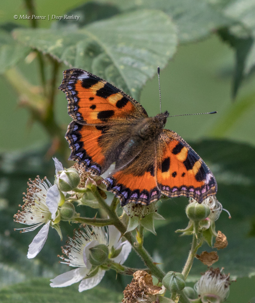 Small Tortoiseshell | RSPB Ham Wall