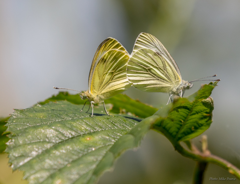 Green-veined white  | RSPB Ham Wall