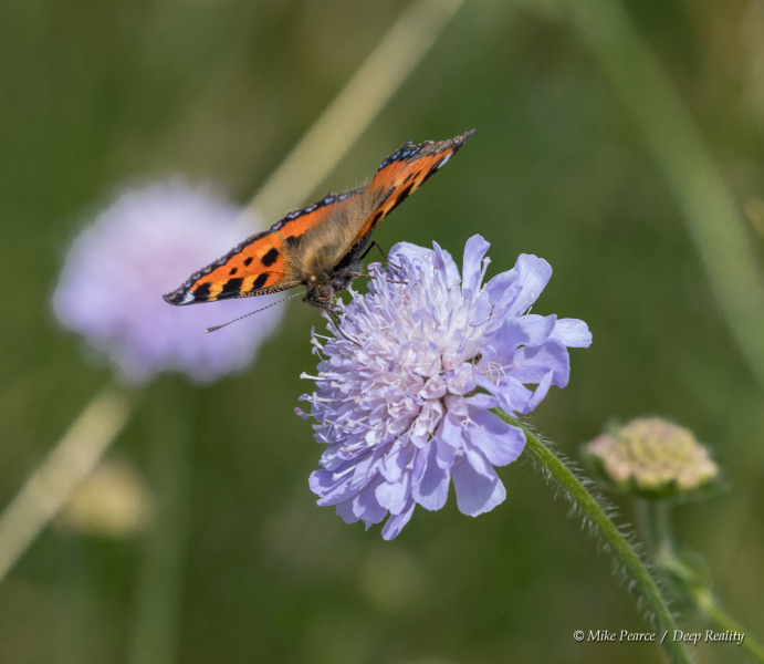 Small Tortoiseshell | Somerset
