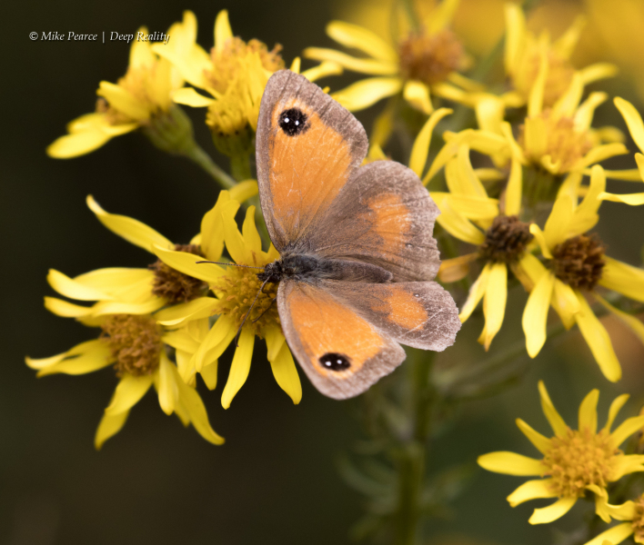Gatekeeper  | RSPB Ham Wall