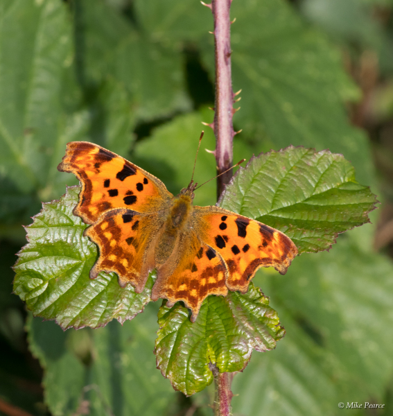 Comma | RSPB Ham Wall