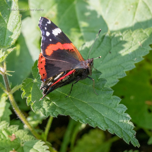 Red Admiral | RSPB Ham Wall