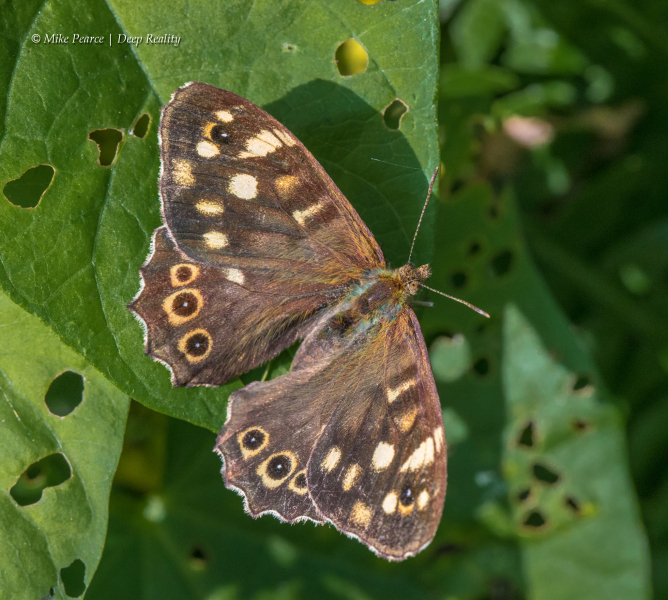 Speckled Wood | RSPB Ham Wall