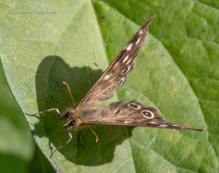Speckled Wood | RSPB Ham Wall