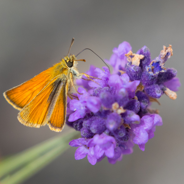 Small skipper butterfly | Somerset