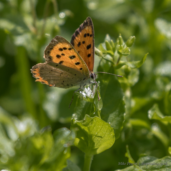 Small Copper | RSPB Ham Wall