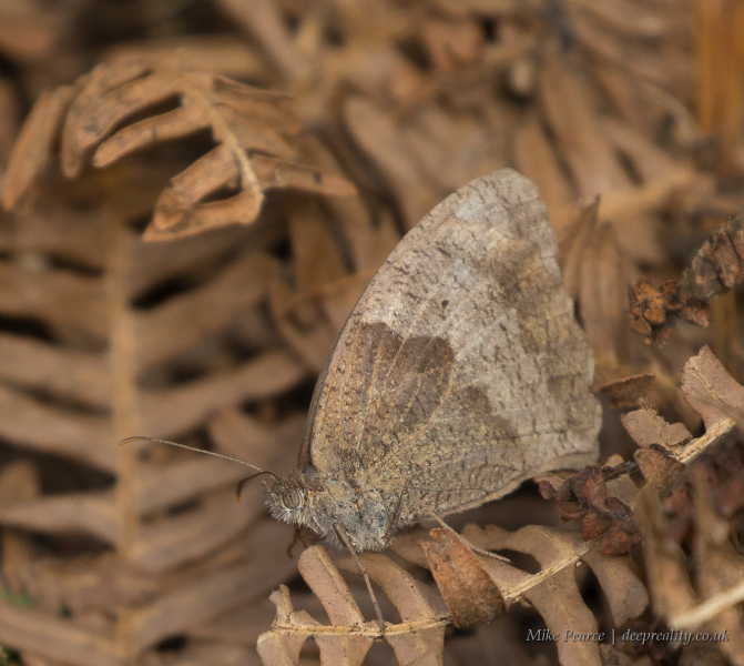 Meadow brown, female, underwing | RSPB Ham Wall