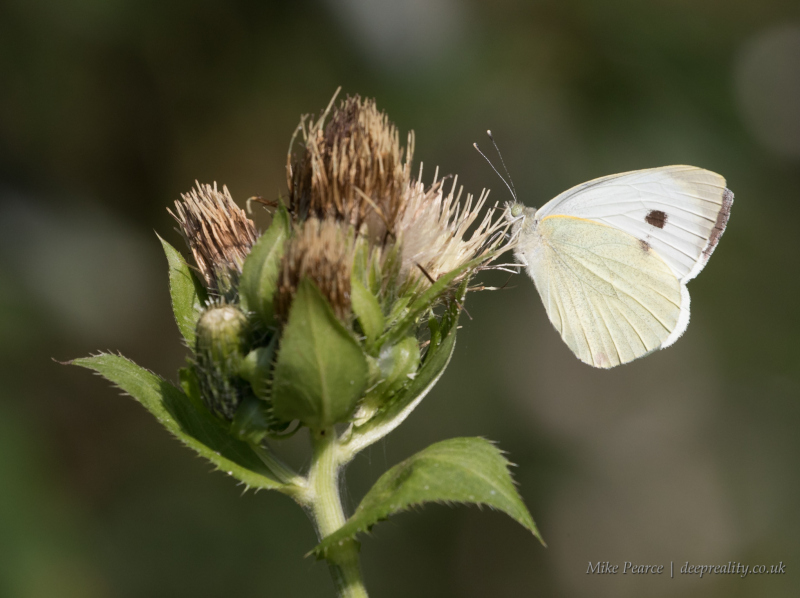 Large white | Romeleare, France
