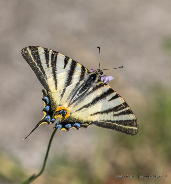 Scarce swallowtail (Zebra swallowtail) | Loriol-sur-Drome, France