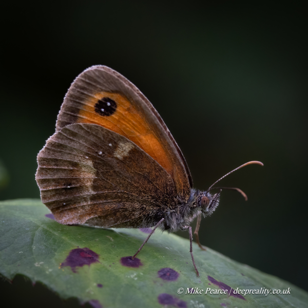 20240810_Mike-Pearce_Catcott-Lows_MG64127-Edit