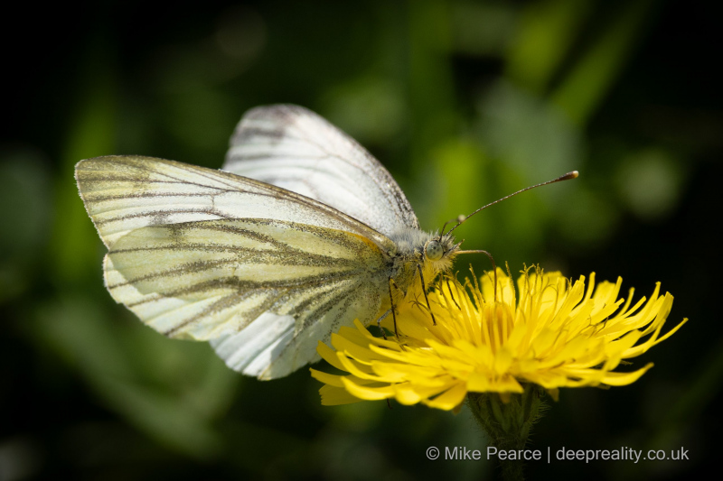 Green-veined White