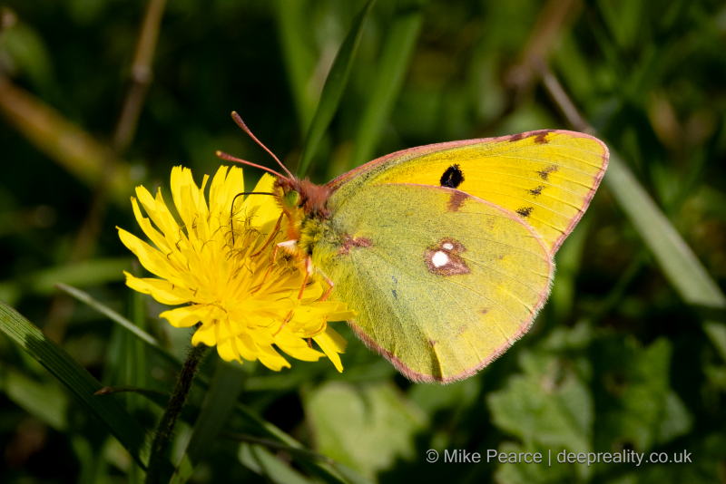Clouded Yellow