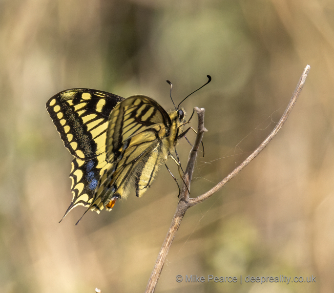 Swallowtail - Pierre Aguille, France