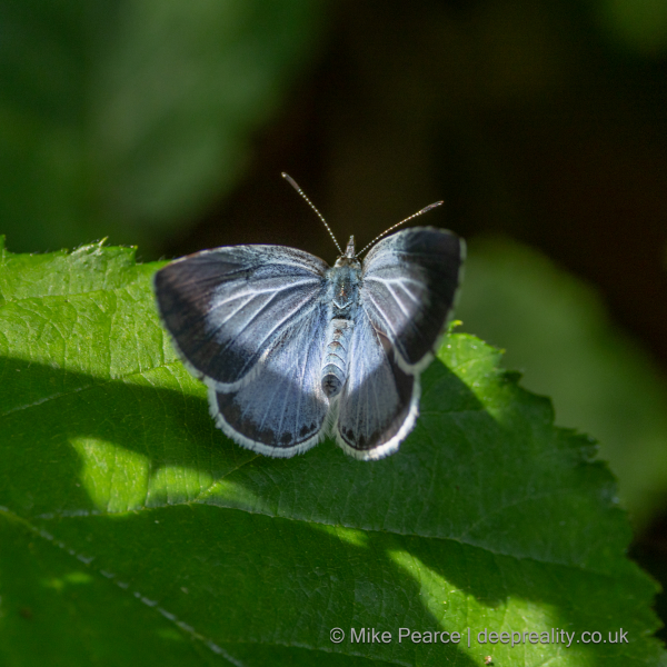 Holly Blue