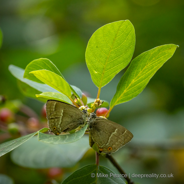 Purple Hairstreak