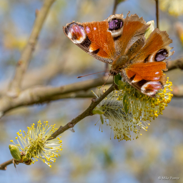 Peacock butterfly | RSPB Ham Wall