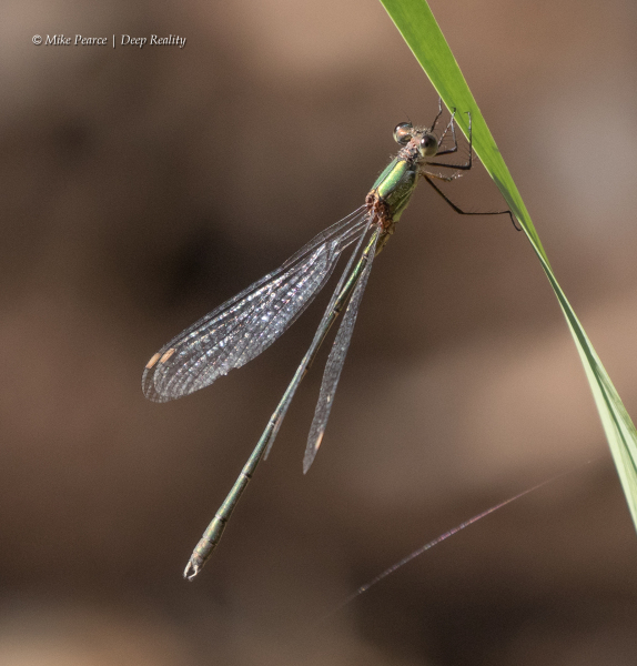 Willow Emerald Damselfly