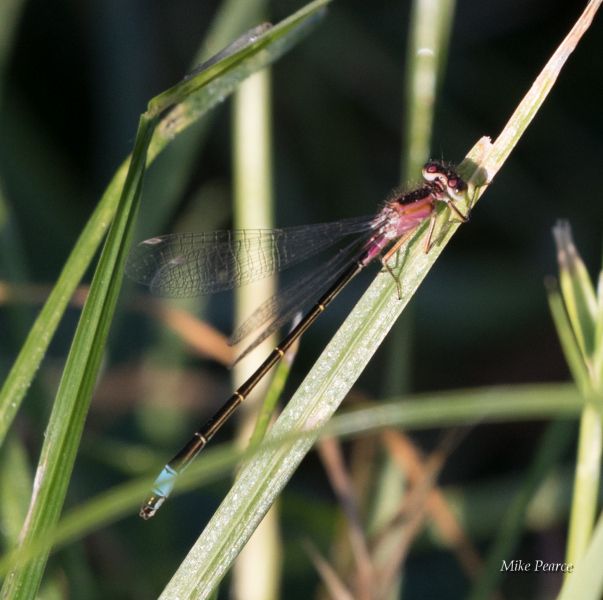 Blue-tailed damselfly, female, red colour form