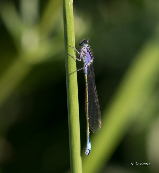 Blue-tailed damselfly, female, purple colour form
