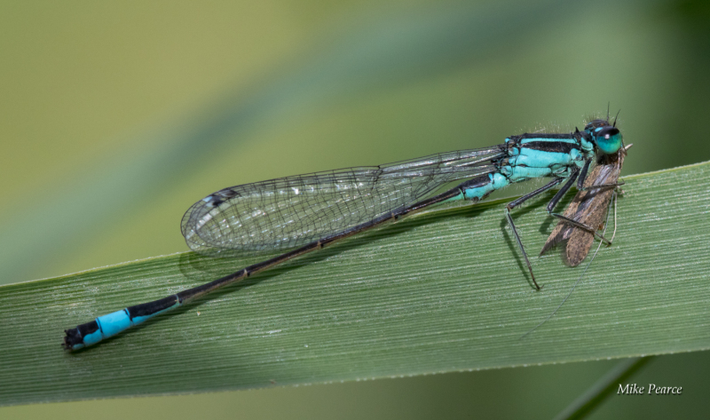 Blue-tailed damselfly