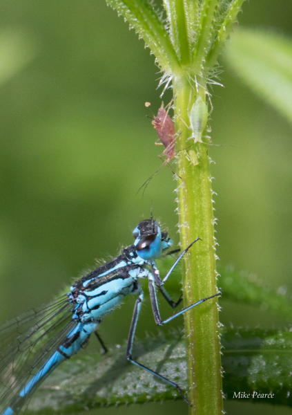 Azure damselfly with aphids