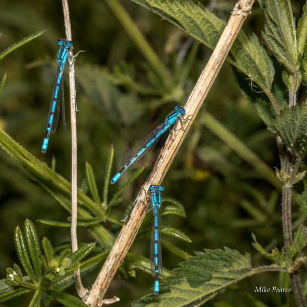 Azure & common blue damselflies