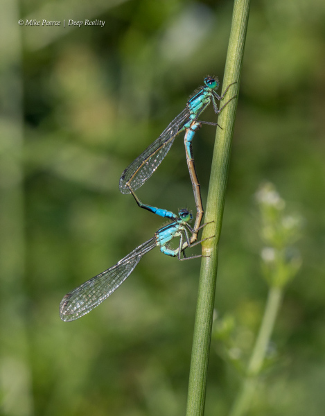 Blue-tailed Damselflies, mating