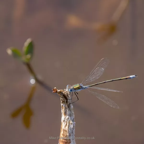 Emerald Damselfly, male