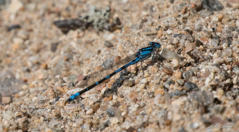 Common Blue Damsel Fly