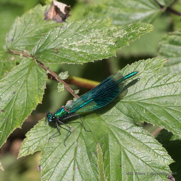 Banded damoselle | RSPB Ham Wall