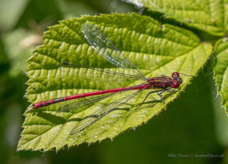 Large Red Damselfly | RSPB Ham Wall