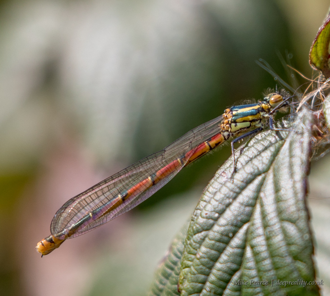 Large red damselfly, male | RSPB Aylesbeare