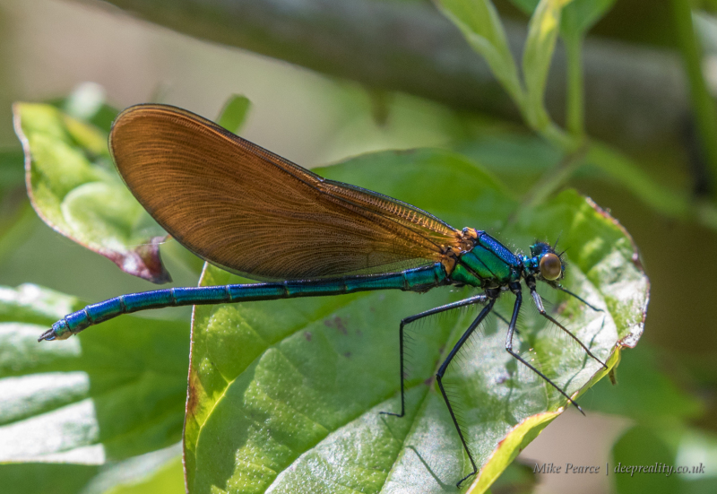 Beautiful demoiselle, male | Seaton Wetlands