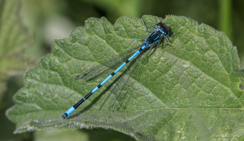 Azure Damselfly