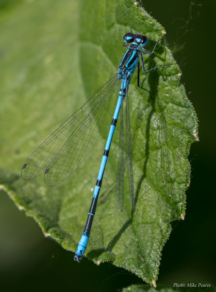 Azure Damselfly