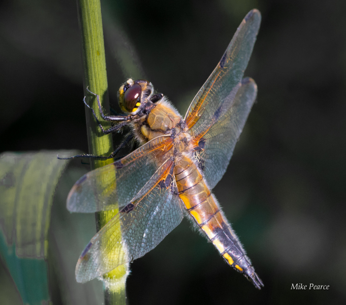 Four-spotted Chaser