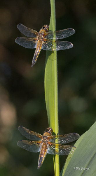 Four-spotted Chaser