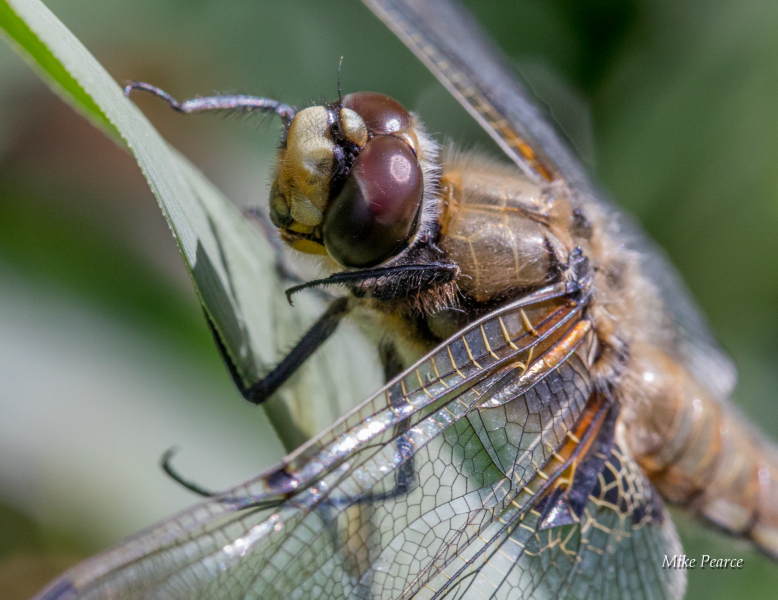 Four-spotted Chaser