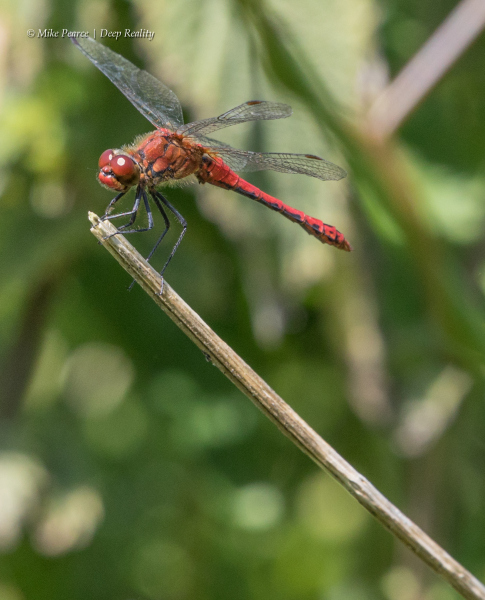 Ruddy Darter