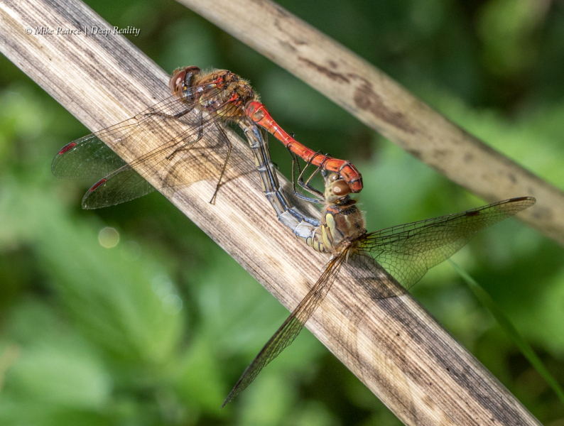 Common Darter, mating