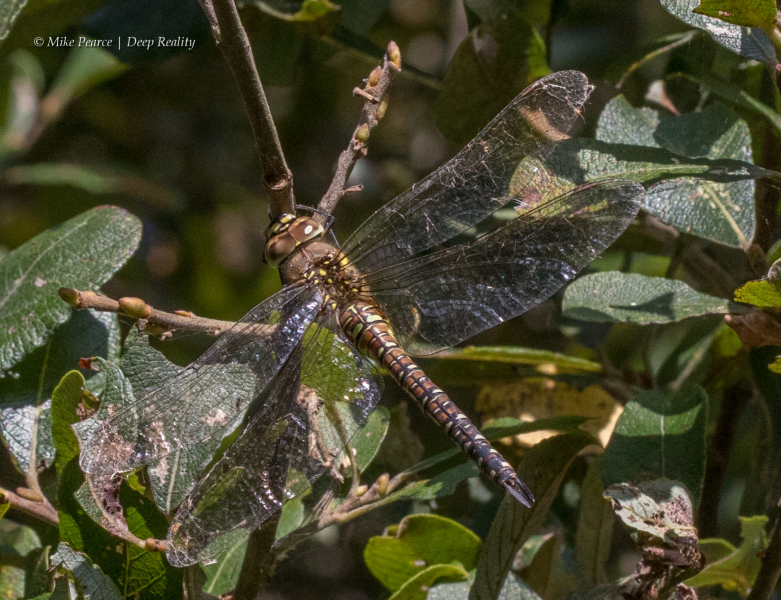 Migrant Hawker, female