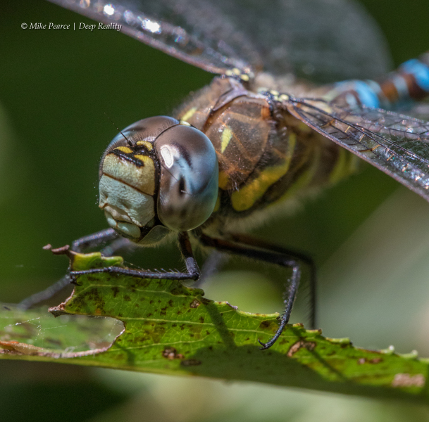 Migrant Hawker, male