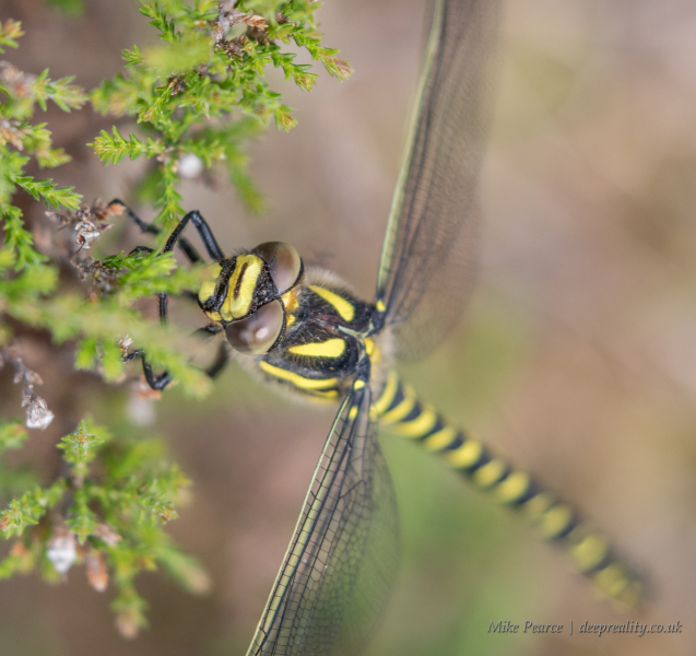 Golden-ringed dragonfly, female. Scotland