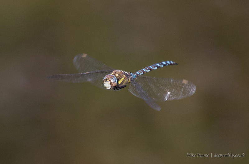 20210906_Mike-Pearce_Kingley-Vale_IMG19955