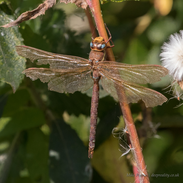 20210907_Mike-Pearce_RSPB-Dungeness_IMG10221