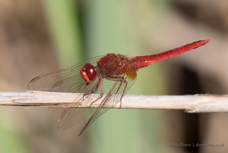 20210919_Mike-Pearce_Camargue_IMG21102