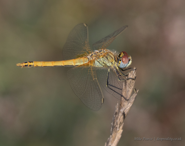 20210919_Mike-Pearce_Camargue_IMG21194