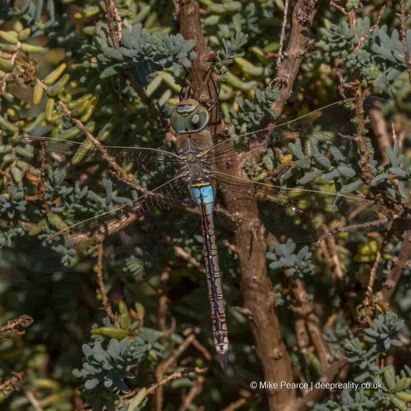 Lesser Emperor, female