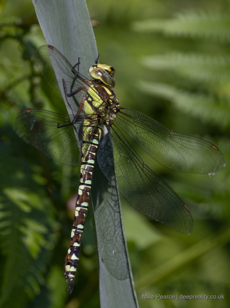 Southern Hawker, female - RSPB Ham Wall